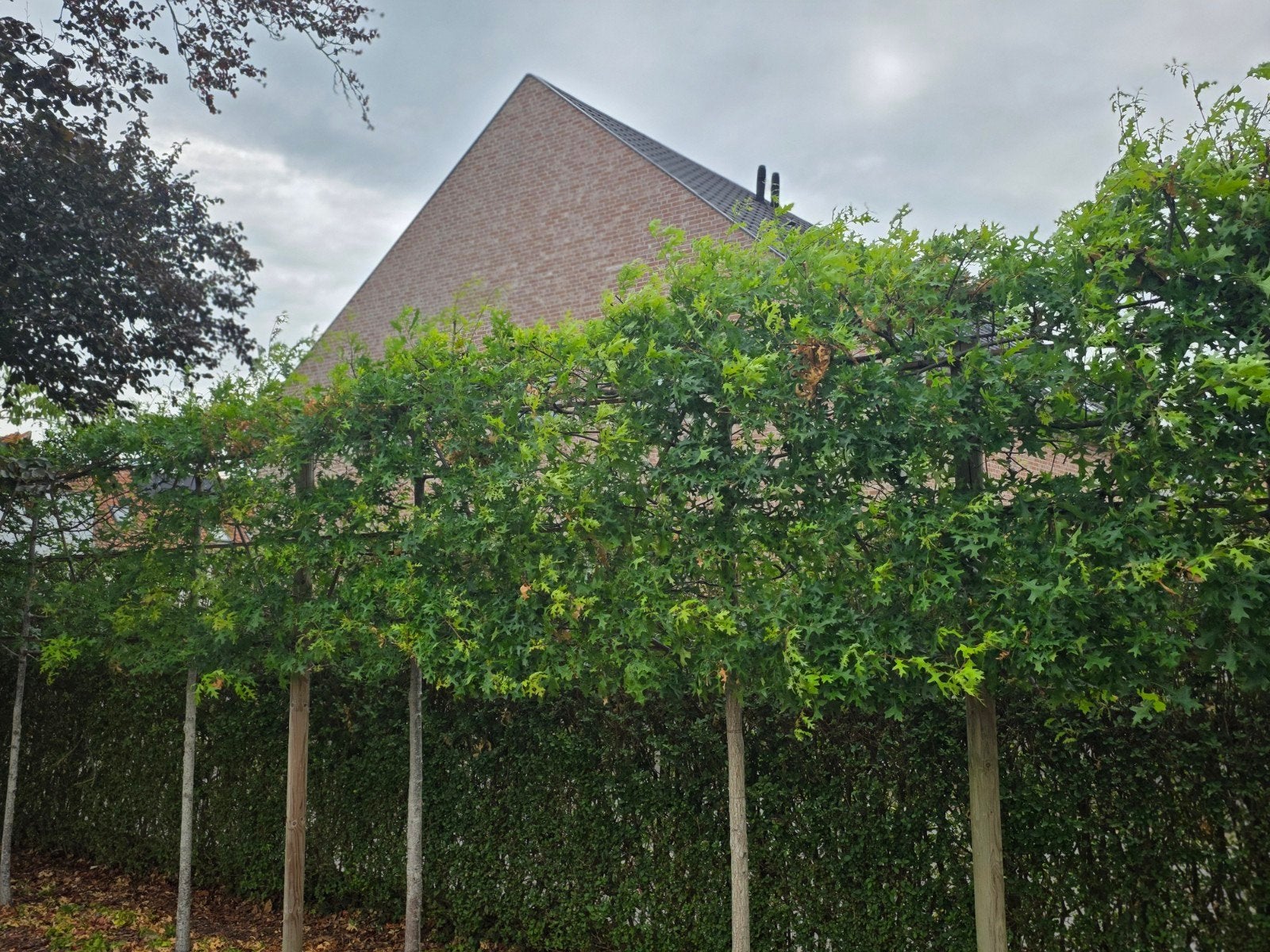 Leibomen (9x) incl palen en raster, Tuin en Terras, Leiboom, Lente, 250 tot 400 cm, Ophalen