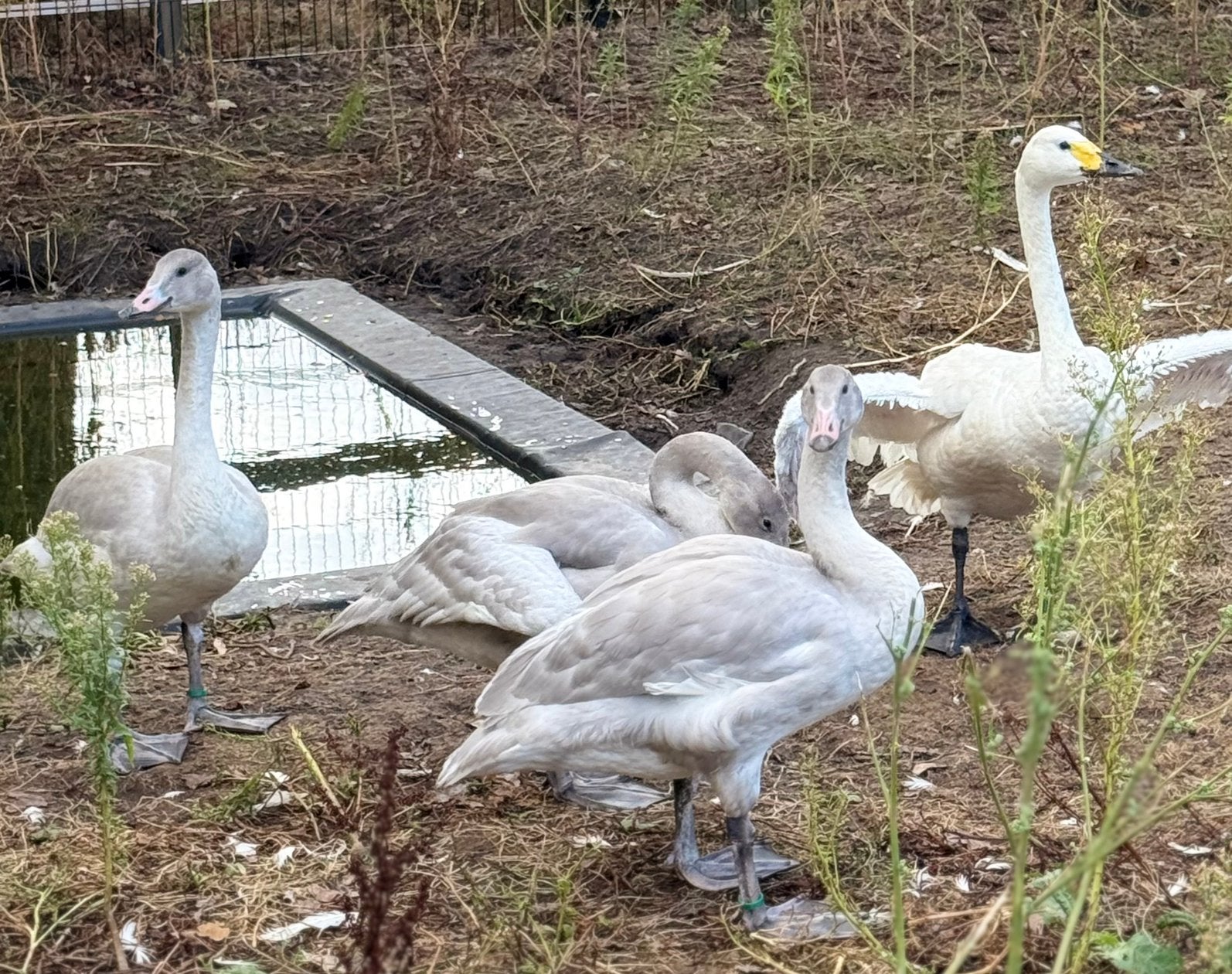 Bewicks, Dieren en Toebehoren, Meerdere dieren, Gans of Zwaan