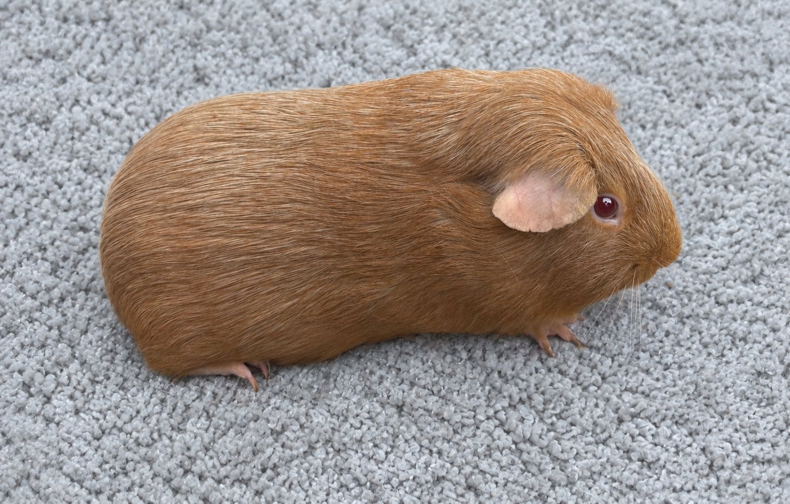 Cavia zalmagouti mannelijk, Animaux & Accessoires, Rongeurs, Mâle, Domestique, Janvier, Cobaye