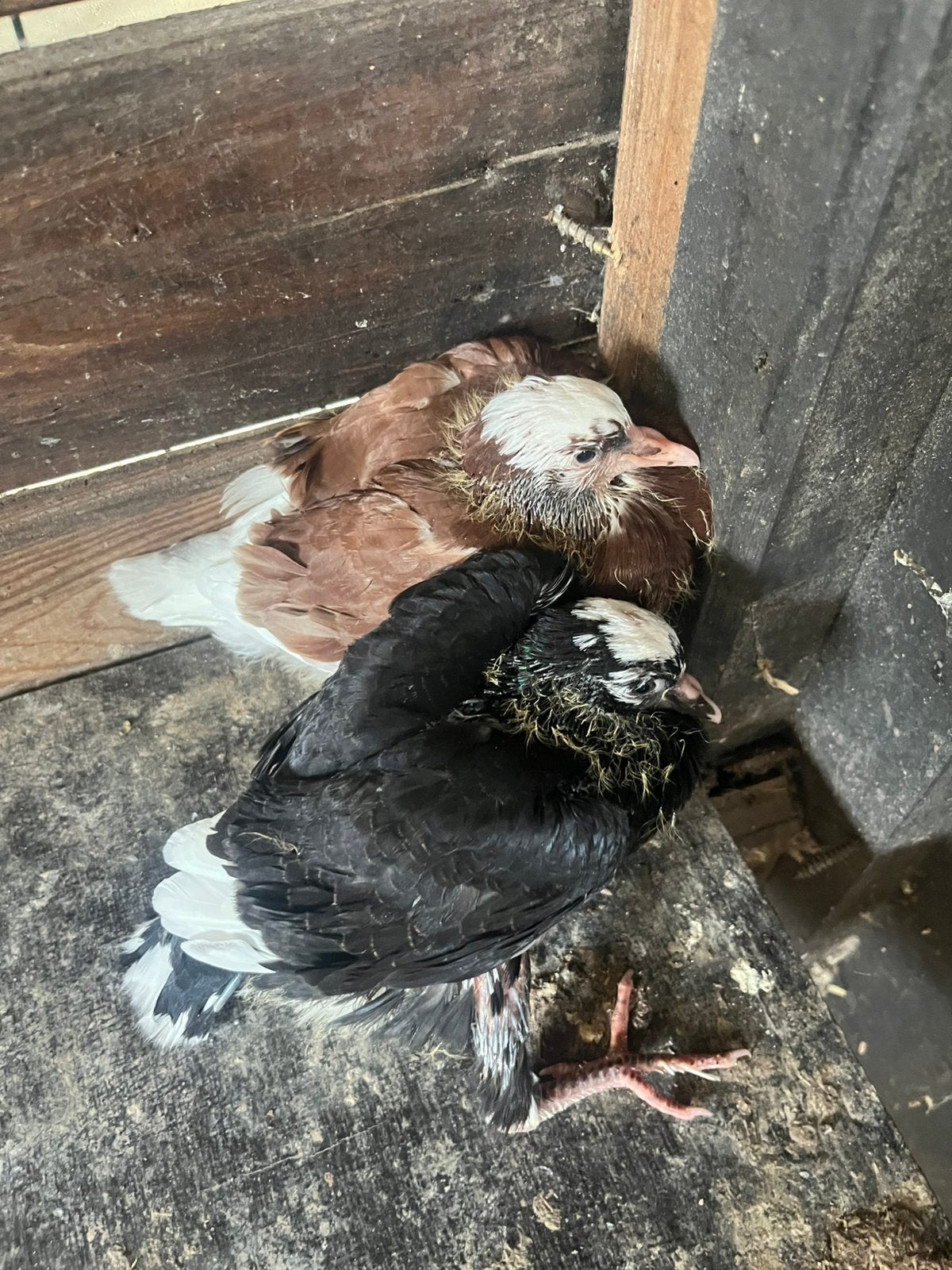 Jonge capucijn duiven, Dieren en Toebehoren