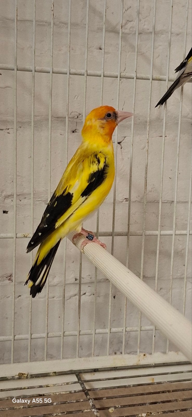 Chardonneret jaune tb, Animaux & Accessoires, Mâle