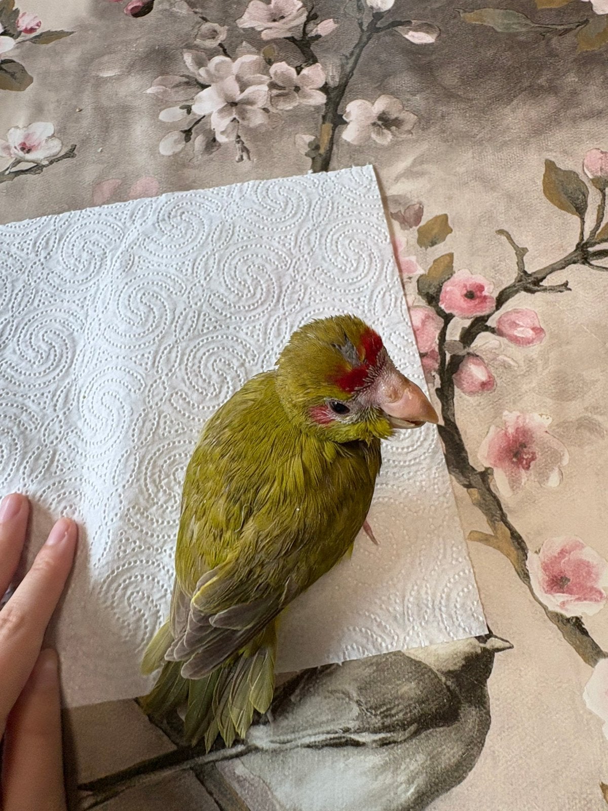 Kakariki eam, Animaux & Accessoires, Oiseaux | Accessoires, Enlèvement ou Envoi
