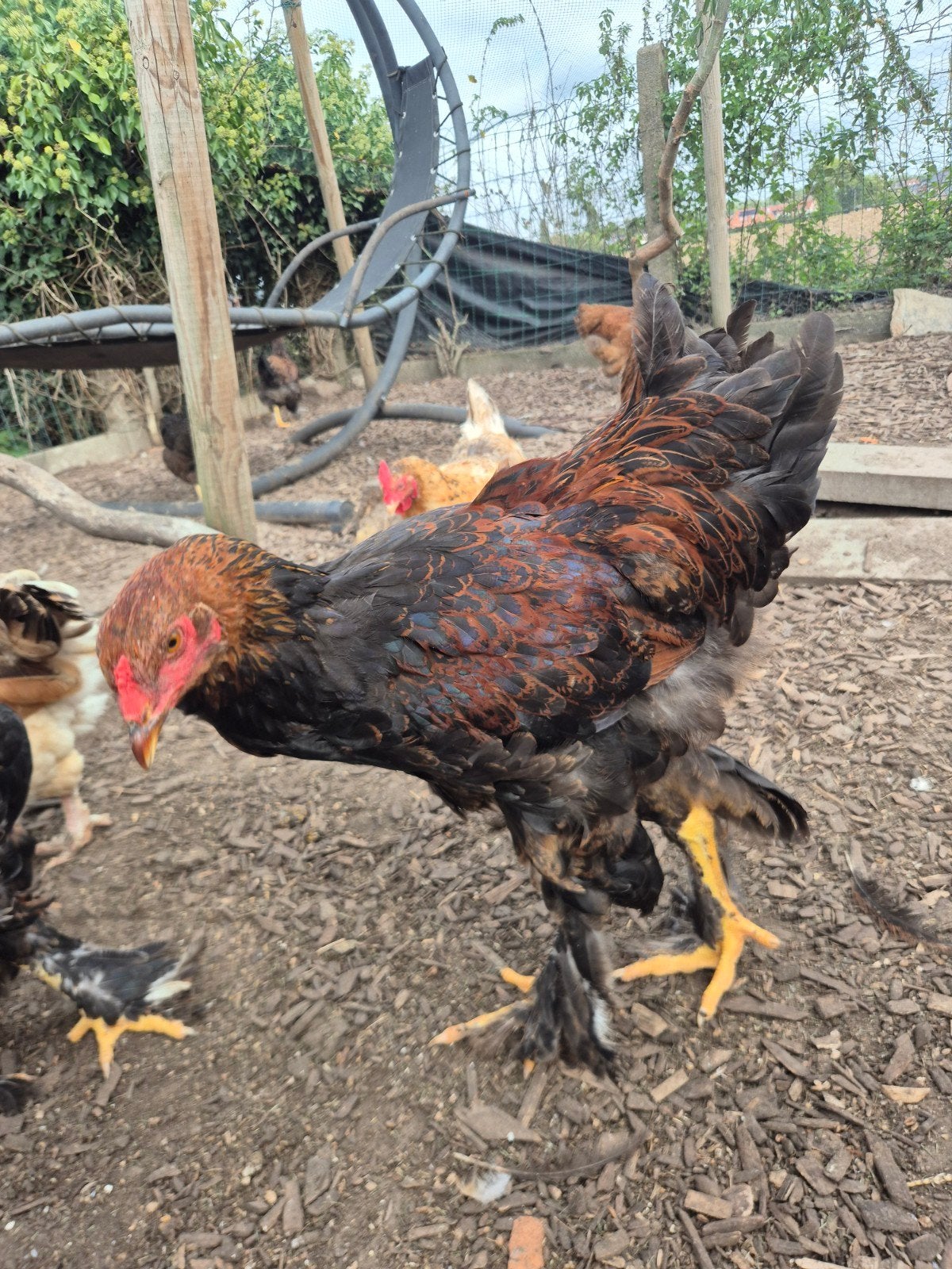 jonge hanen, Mâle, Poule ou poulet