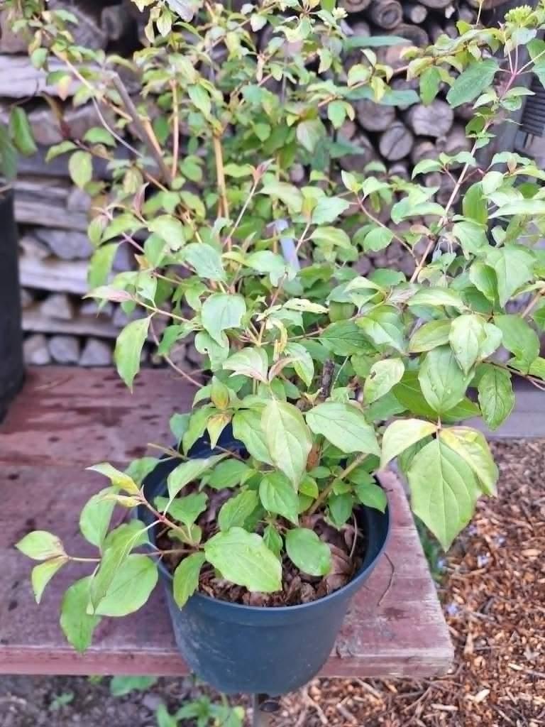 cornus sanguinea winter beauty, Tuin en Terras, Ophalen, Overige soorten, Struik, Minder dan 100 cm