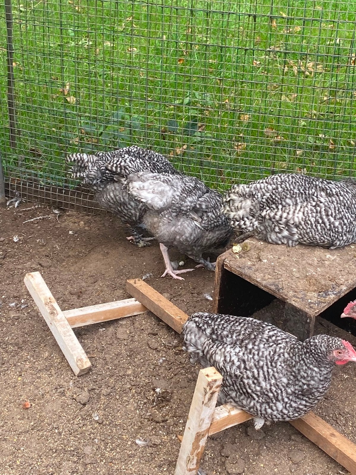 hanen Mechelse koekoek, Dieren en Toebehoren