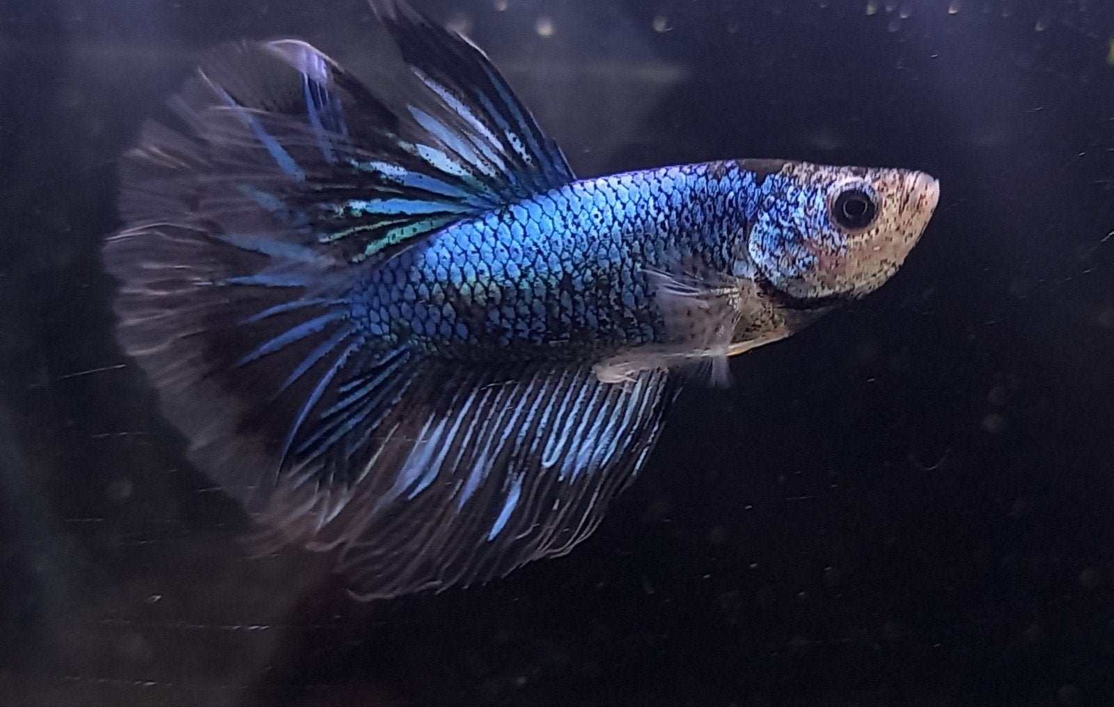Betta mannen, Poisson, Poisson d'eau douce