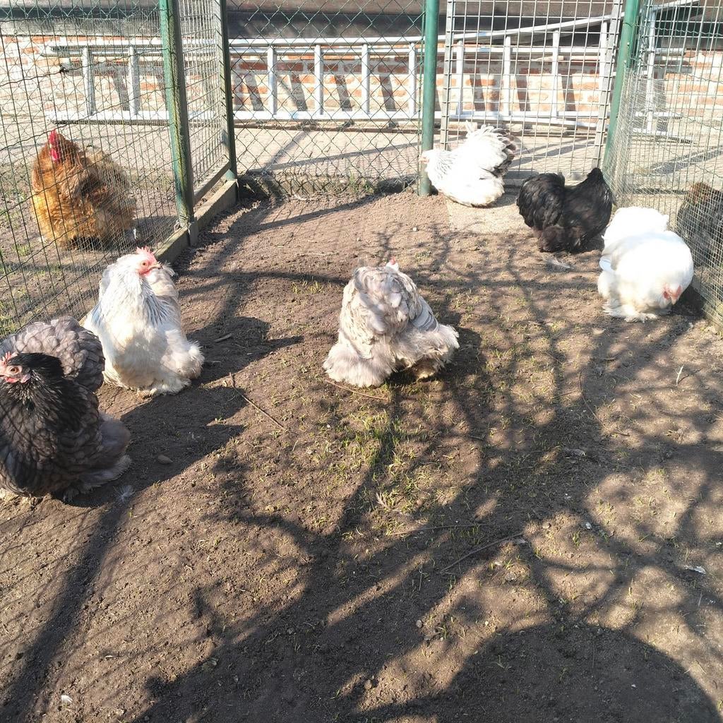 Bantams de Cochin