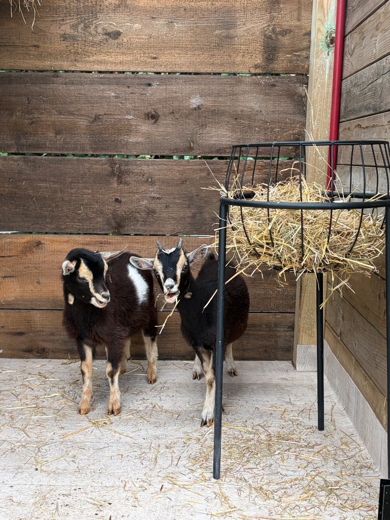 Heel mooi geitje Meike, Animaux & Accessoires, Femelle, Chèvre, 0 à 2 ans