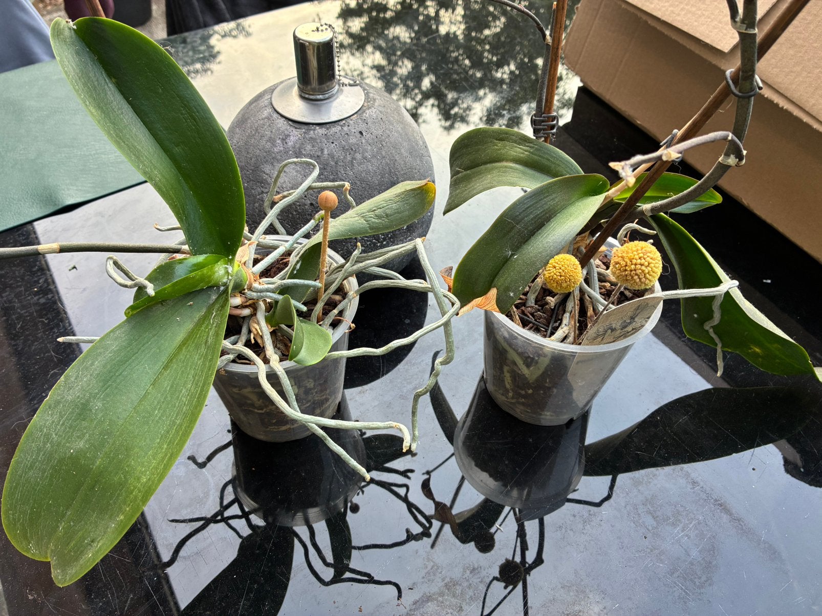 2x orchidee roos en wit, Huis en Inrichting, Kamerplanten, Ophalen