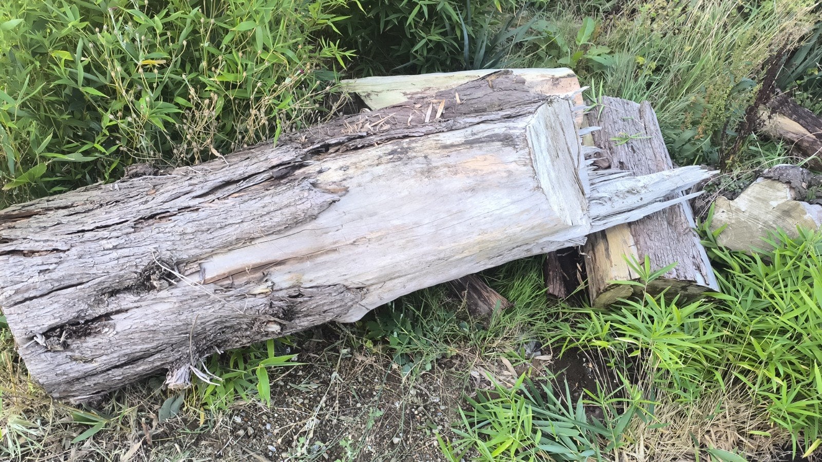 boomstronken gratis mee te nemen, Tuin en Terras, Ophalen, Hout