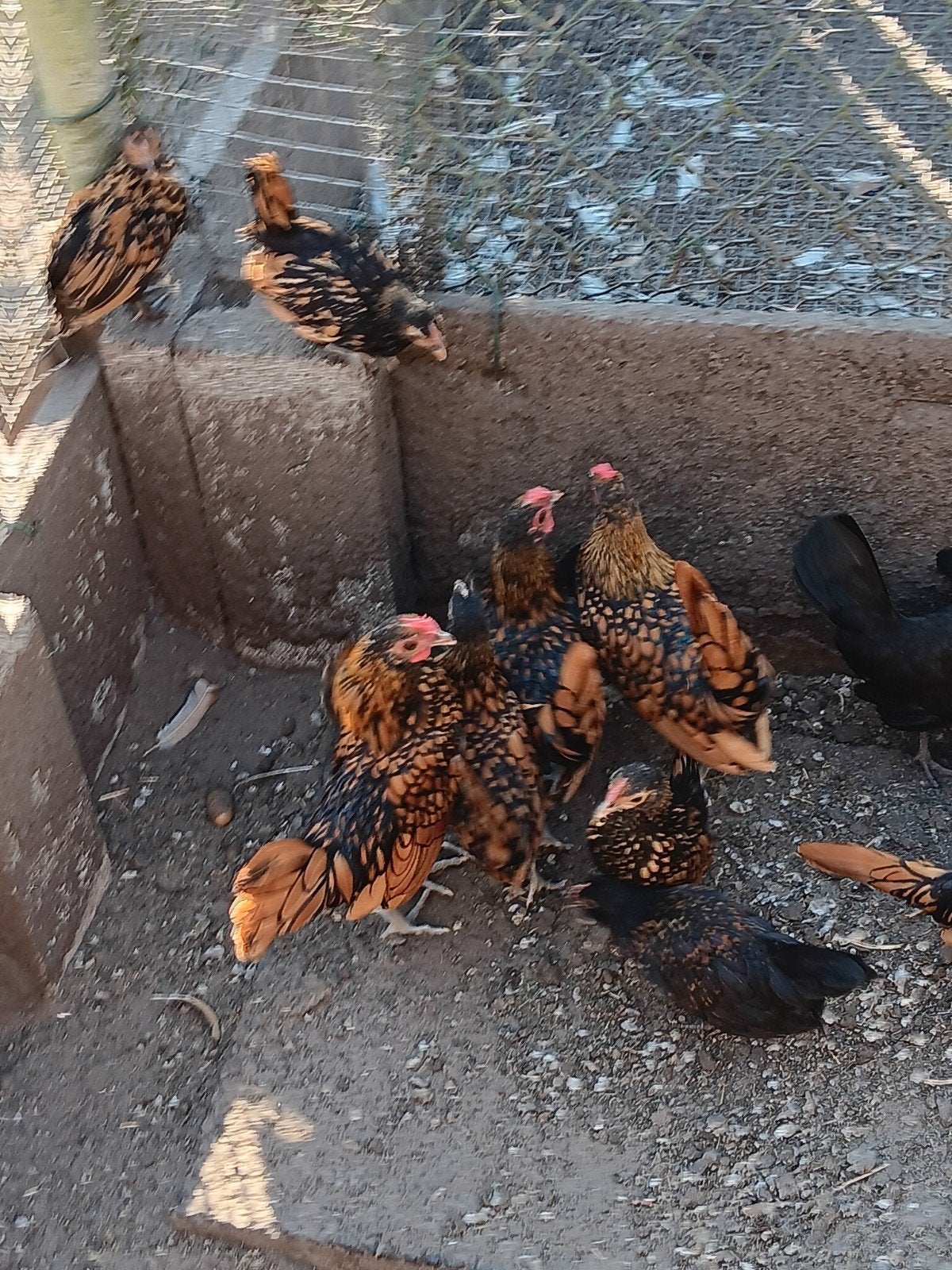 sebright haantjes, Dieren en Toebehoren