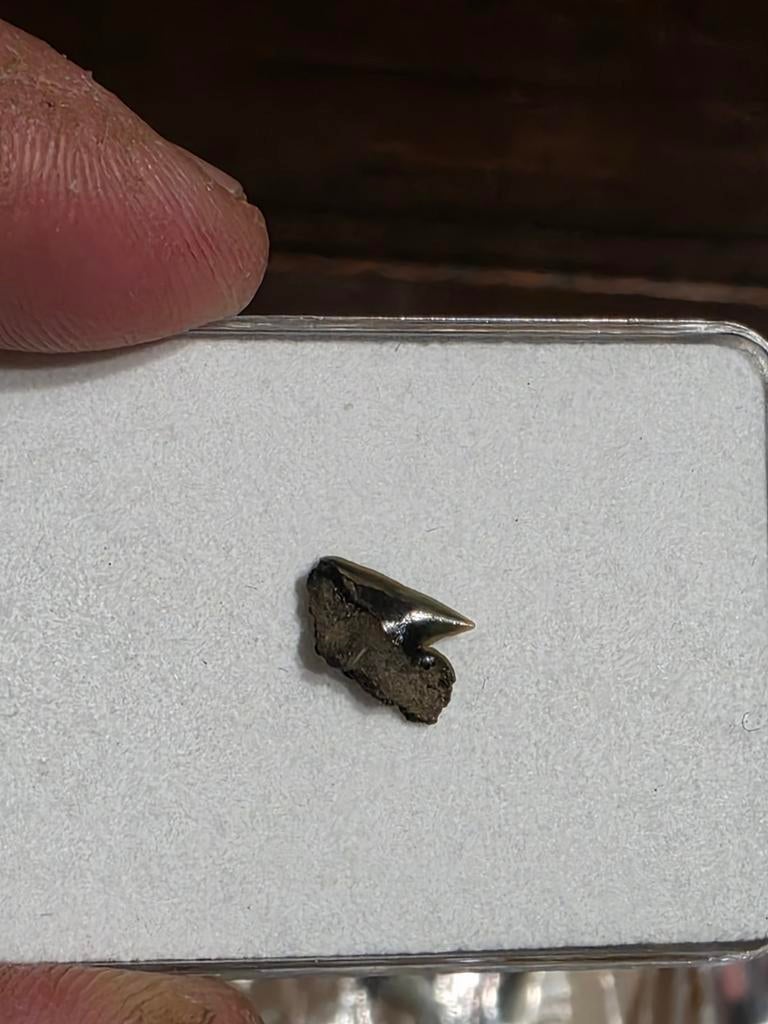 Belle dent de microcéphalie somnieuse provenant de sabots., Enlèvement ou Envoi, Fossile