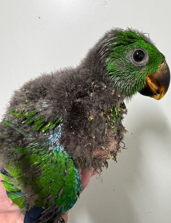 Perroquet rouge super docile, jeune Eclectus, Perroquet, Parleur