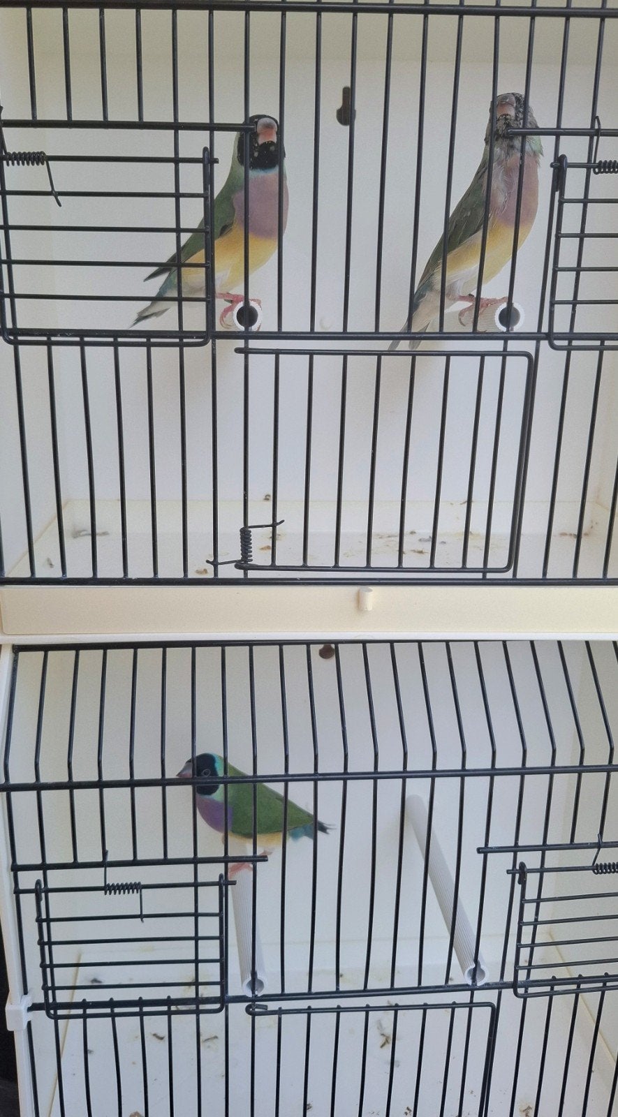 gouldamadines