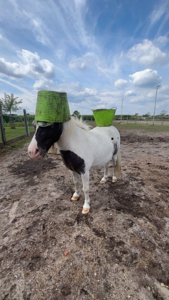 Shetlander ruin, Dieren en Toebehoren, Pony's, Gechipt, Ruin, A pony (tot 1.17m), 3 tot 6 jaar