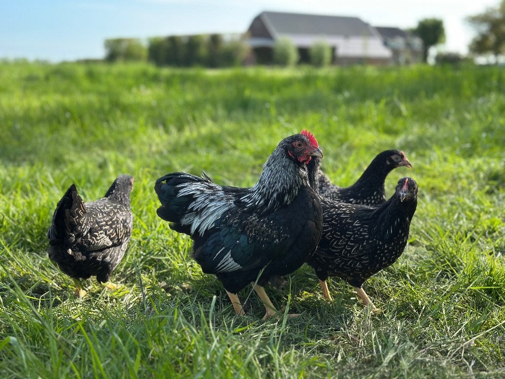 Jonge Barnevelder kriel zilver gezoomd gesekst en ingeënt, Dieren en Toebehoren, Pluimvee, Vrouwelijk, Kip