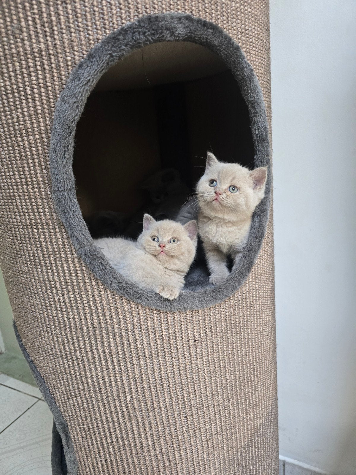 Raszuivere Britse Korthaar Kittens, Vermifugé