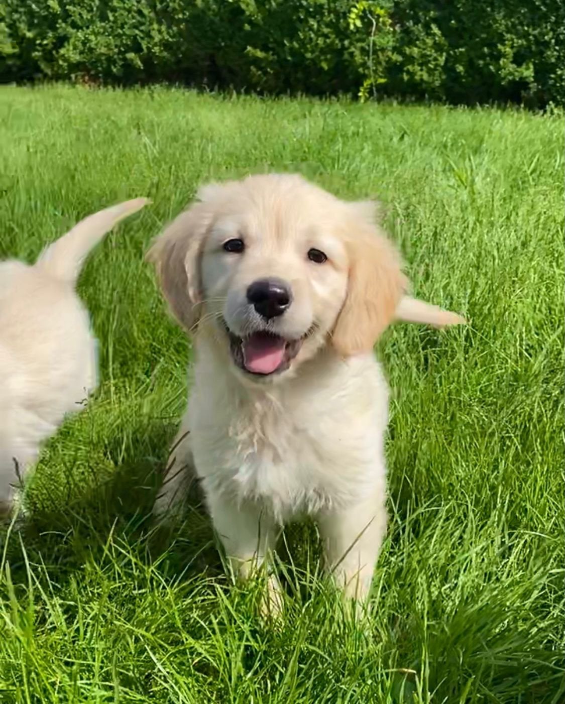 Lieve golden retriever pups, Golden retriever, Maladie de Carré (chiens), Plusieurs, Belgique