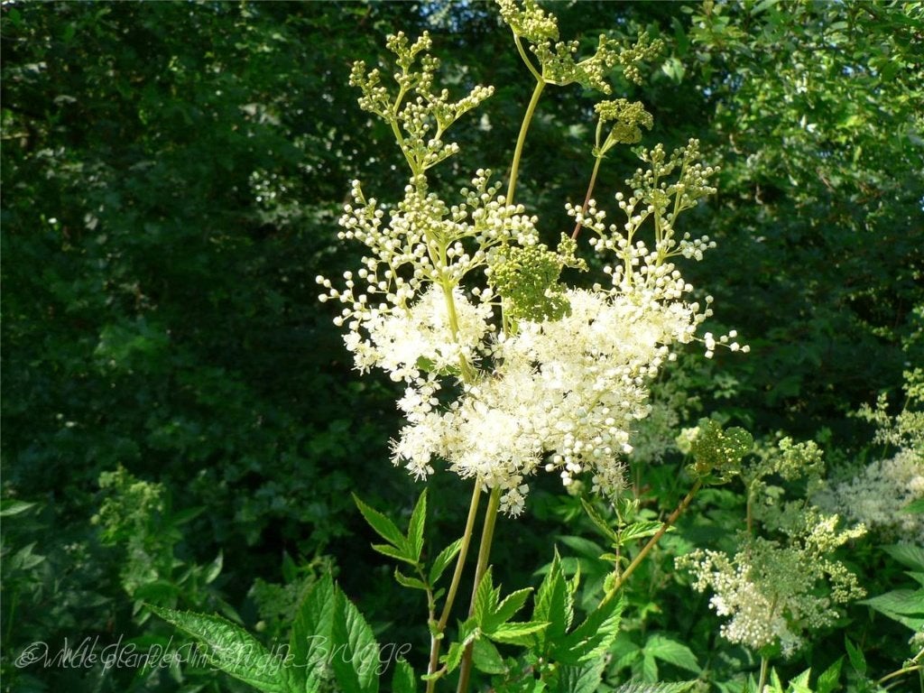 moerasplanten, Ophalen