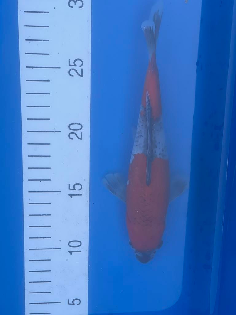 Japanse koi Goshiki