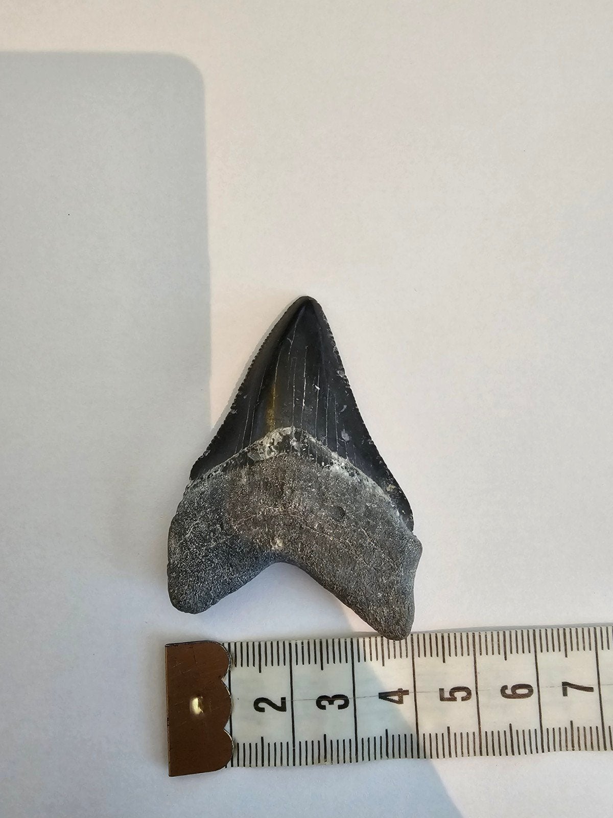 Megalodon tand, USA Bone Valley!, Ophalen of Verzenden