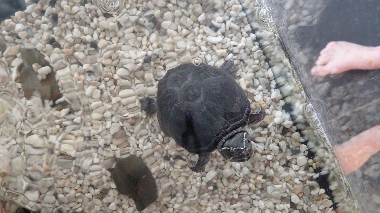 muskusschildpadden, Dieren en Toebehoren, Reptielen en Amfibieën