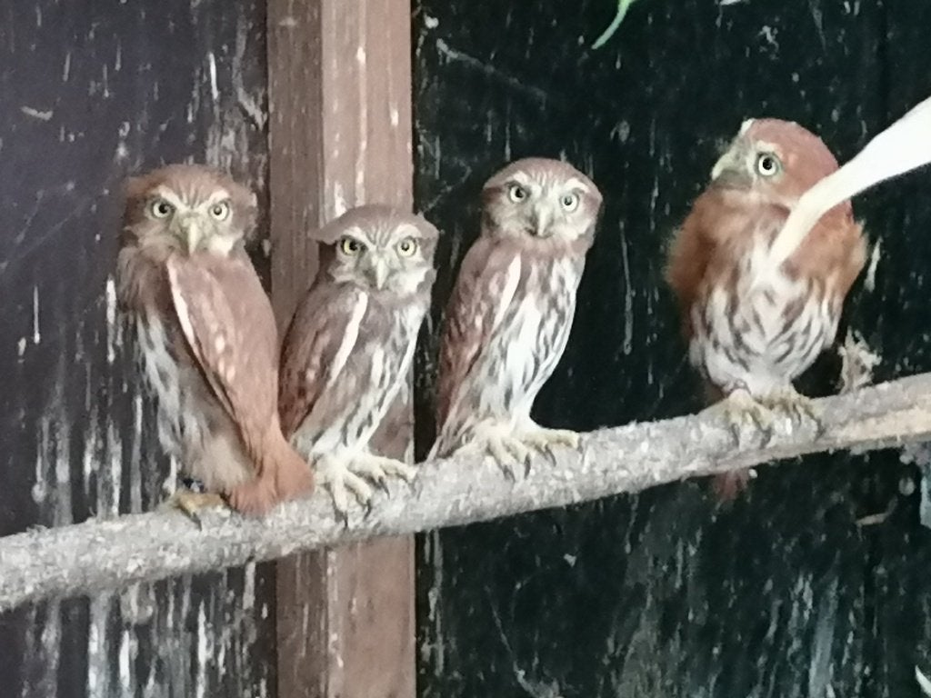BRAZILIAANSE DWERUIL, EIGEN KWEEK, 2026, zelfstandig!, Dieren en Toebehoren, Vogels | Overige Vogels, Meerdere dieren, Roofvogel