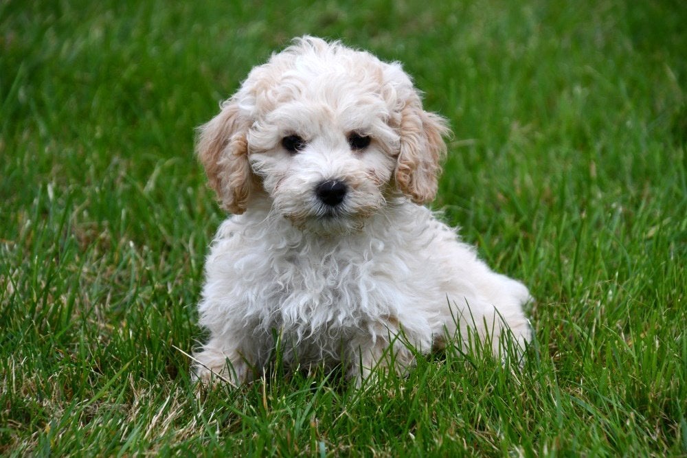 Maltipoo pups te koop, 15 weken tot 1 jaar, Overige rassen, Buitenland, CDV (hondenziekte)
