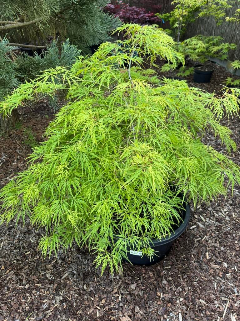 Érable japonais « Acer Palmatum Dissectum », Jardin & Terrasse, Plantes | Jardin, Autres espèces, Printemps, Enlèvement, Plante fixe