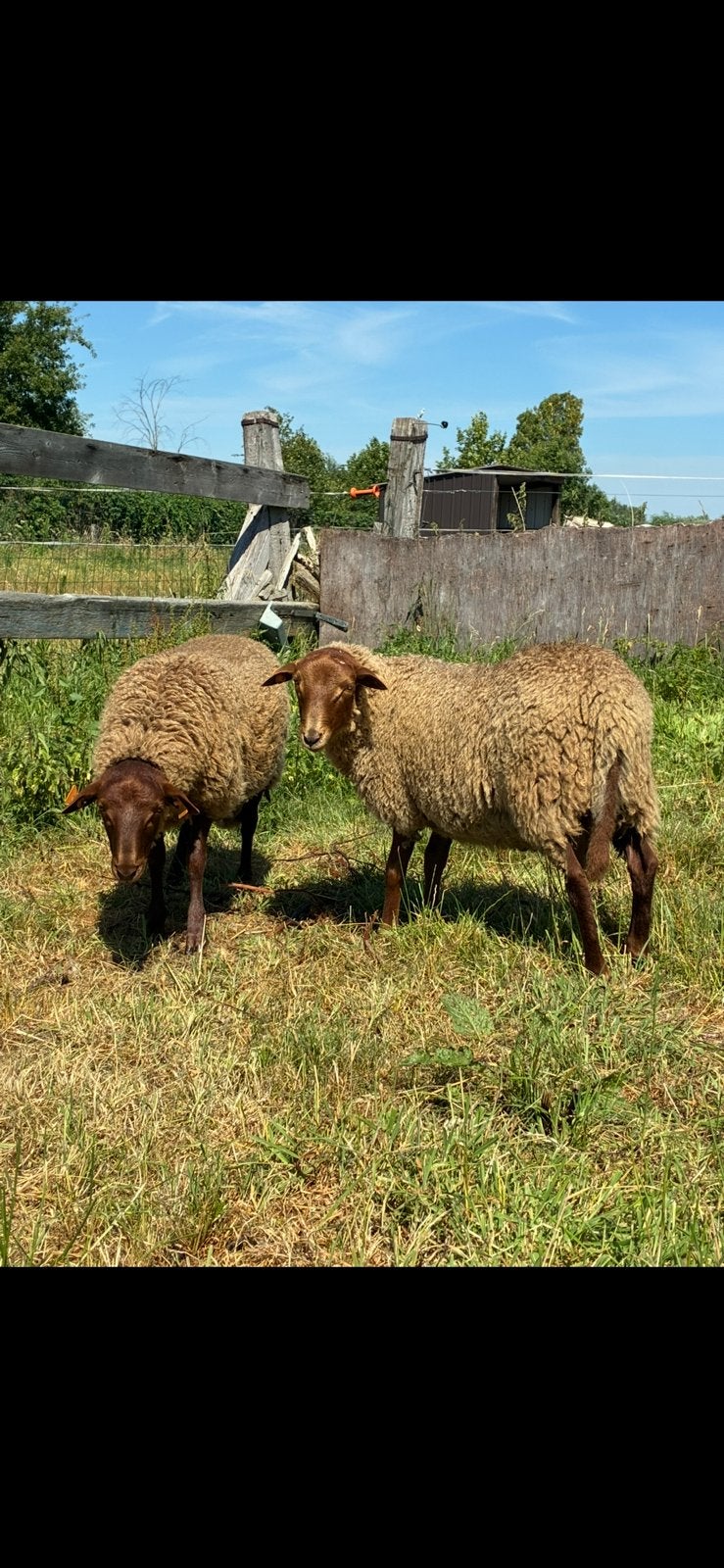 Voskop rammen