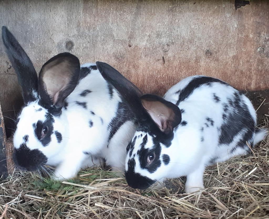 Konijnen, Dieren en Toebehoren, Meerdere dieren, Groot, 0 tot 2 jaar