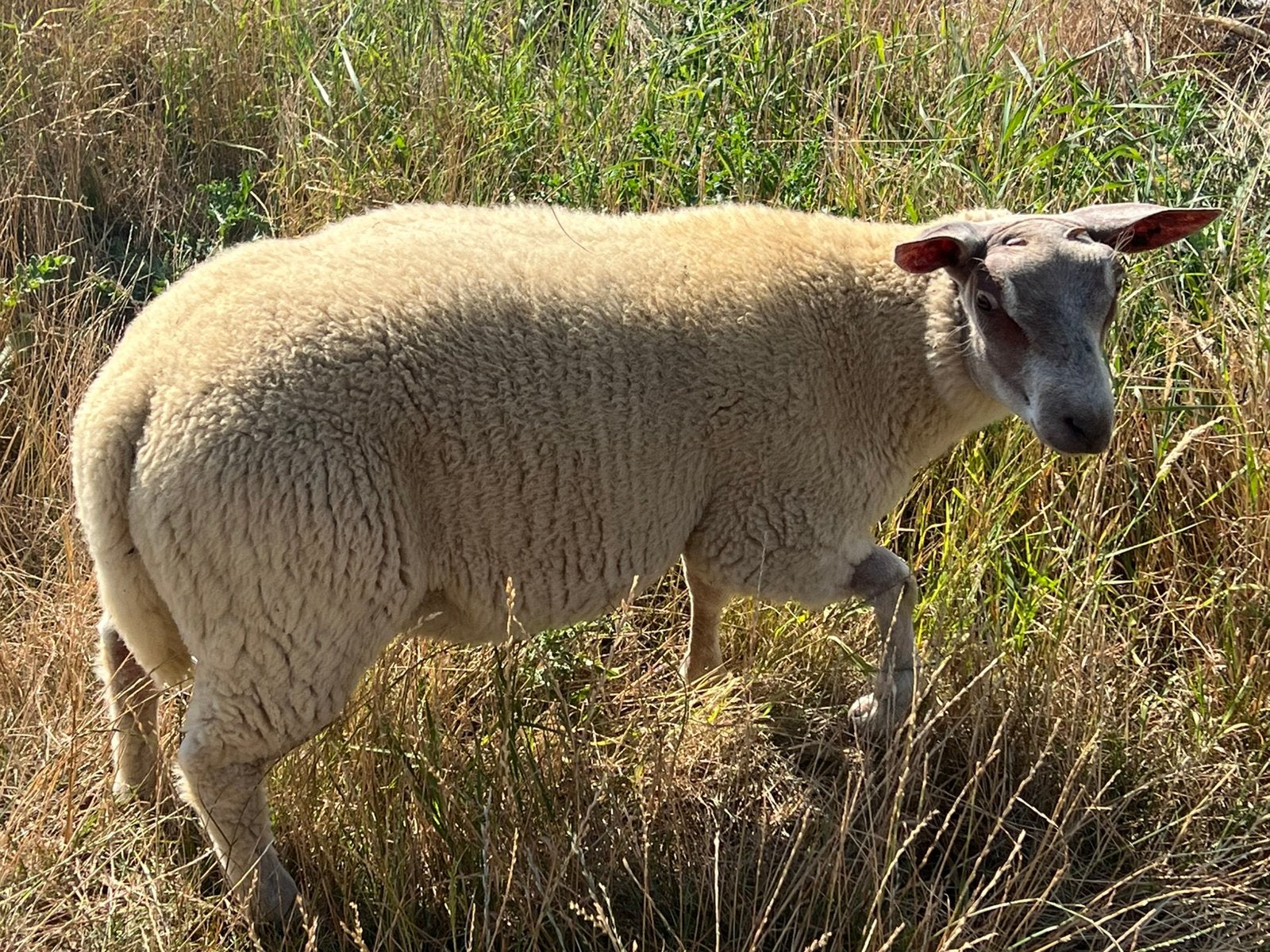 Bok kruising rouge en franse texel