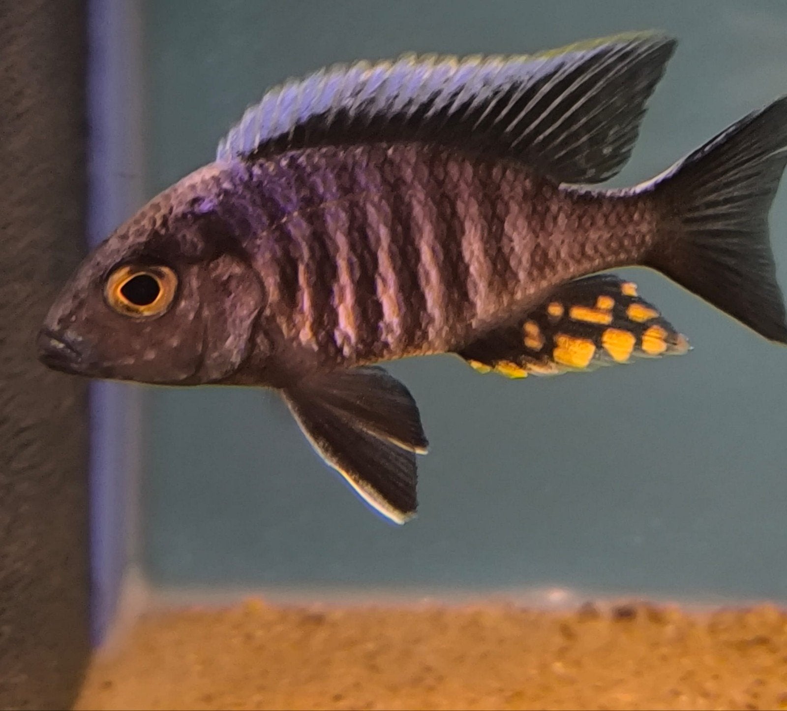 Aulonocara kandeensis, Poisson, Poisson d'eau douce