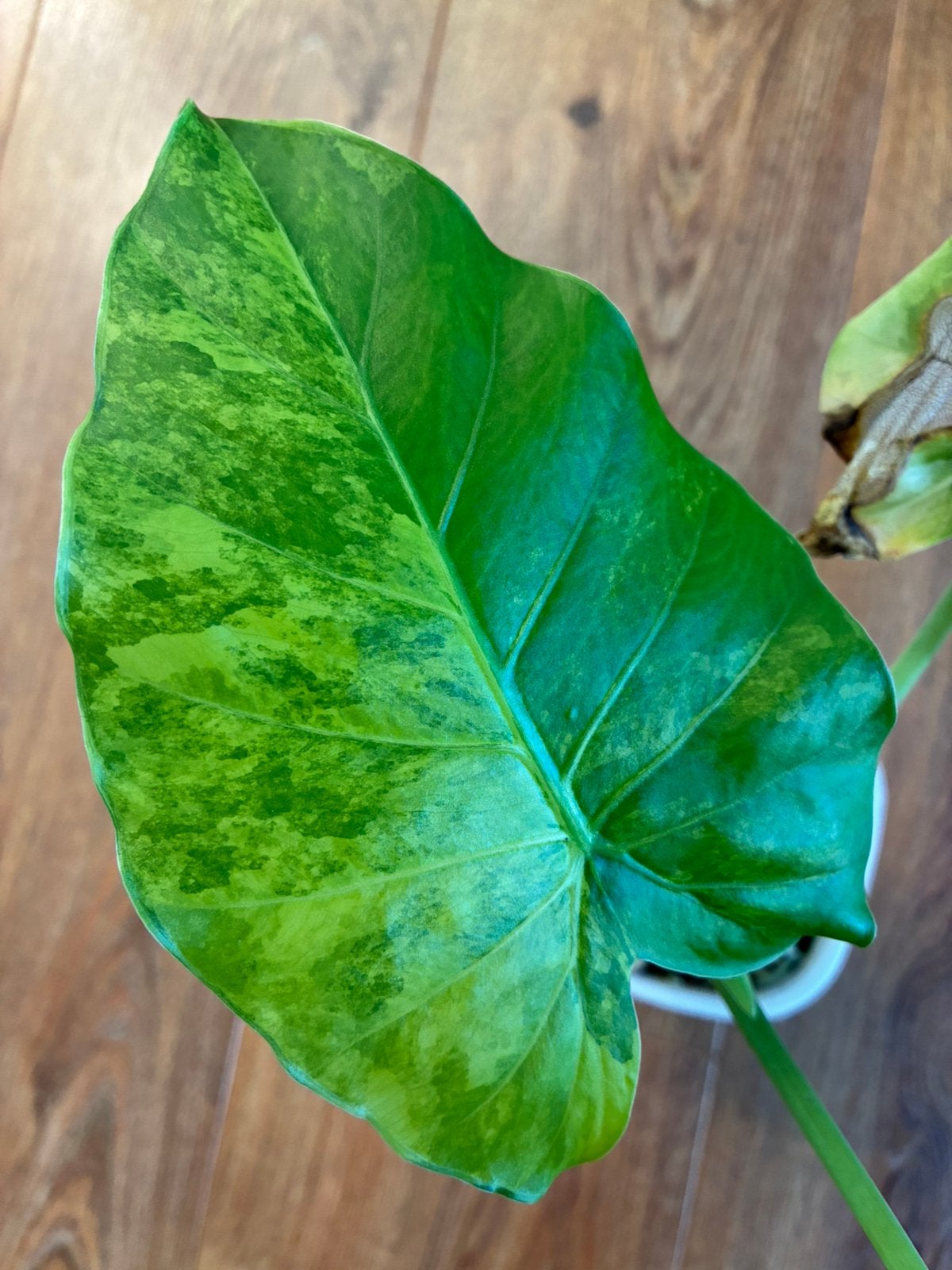 Alocasia macrorrhiza aurea variegata, Huis en Inrichting, Kamerplanten, Verzenden, Halfschaduw, In pot, Minder dan 100 cm