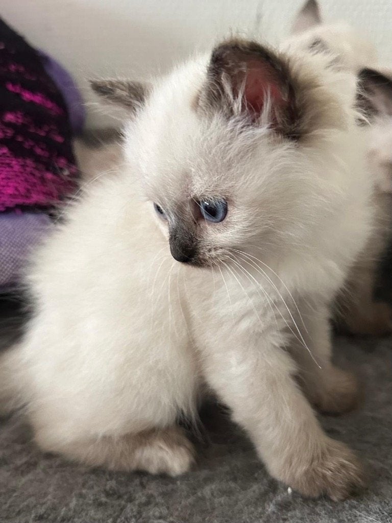 Siberische kitten (Neva masquerade hypoallergene), Chat, Avec pedigree, 0 à 2 ans