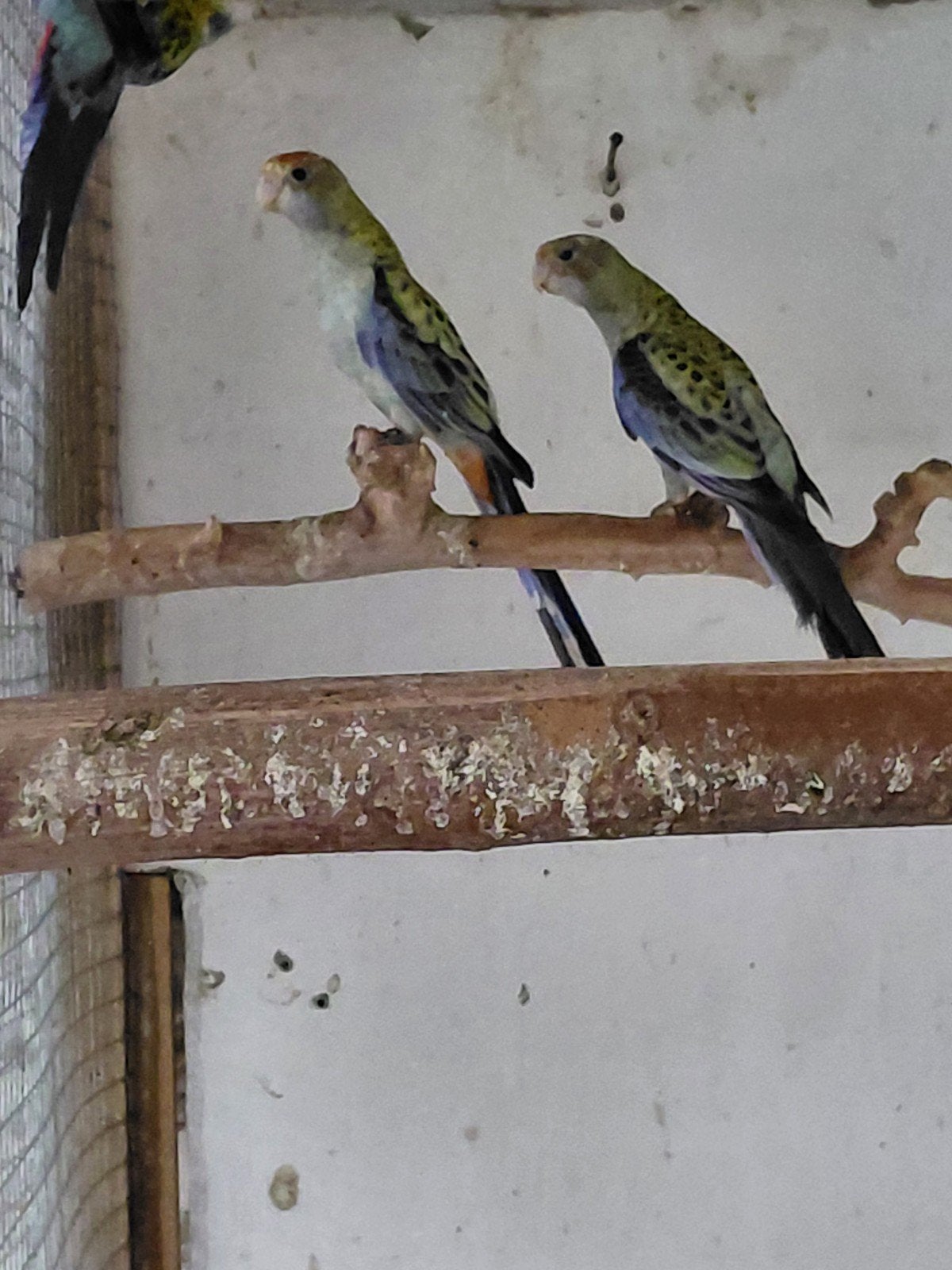 bleekkop rosella, Dieren en Toebehoren