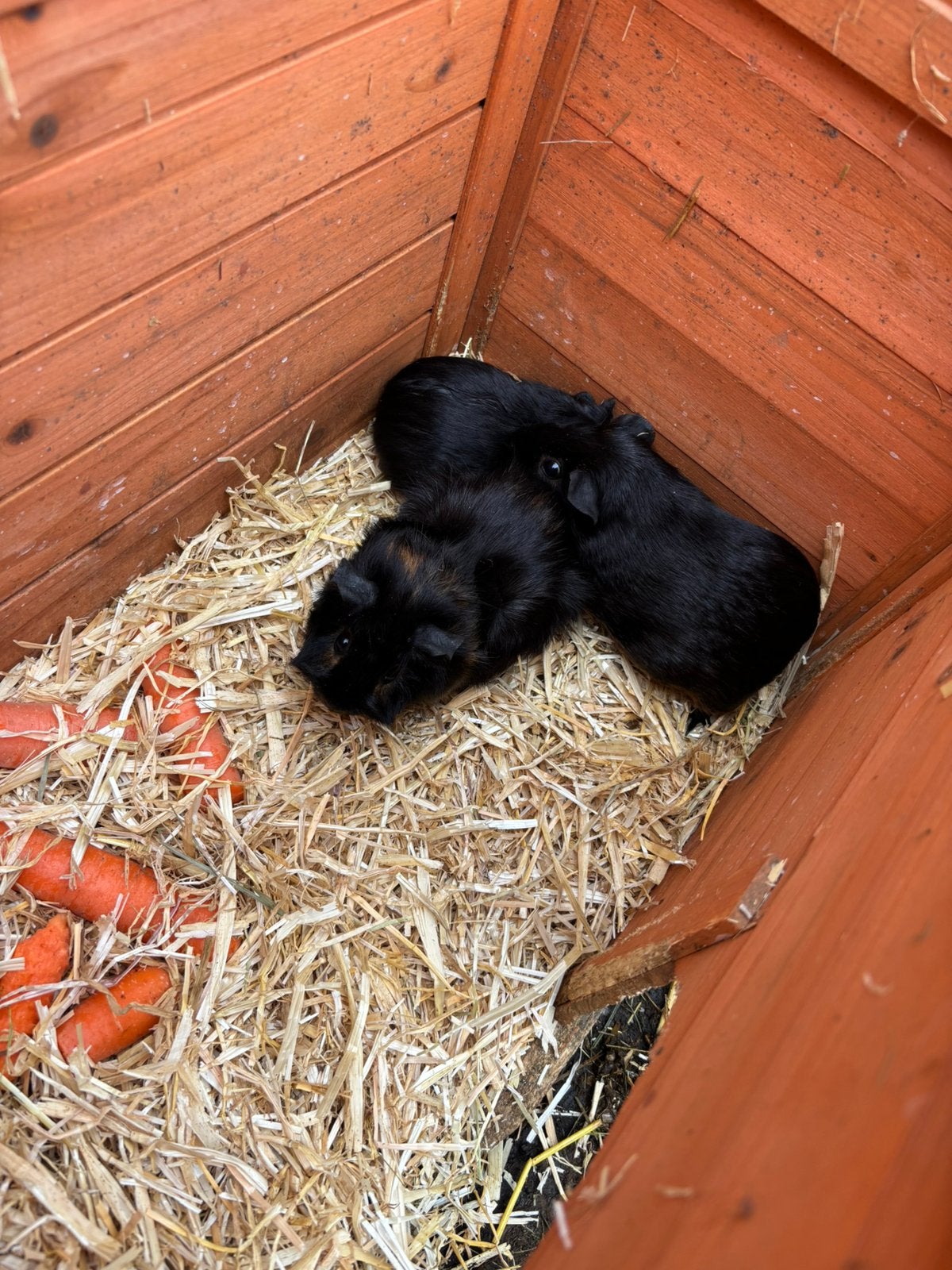 2 moeder cavias + 4 babys (otter kleur ) enkele punk, Dieren en Toebehoren, Cavia, Mei, Meerdere dieren, Tam