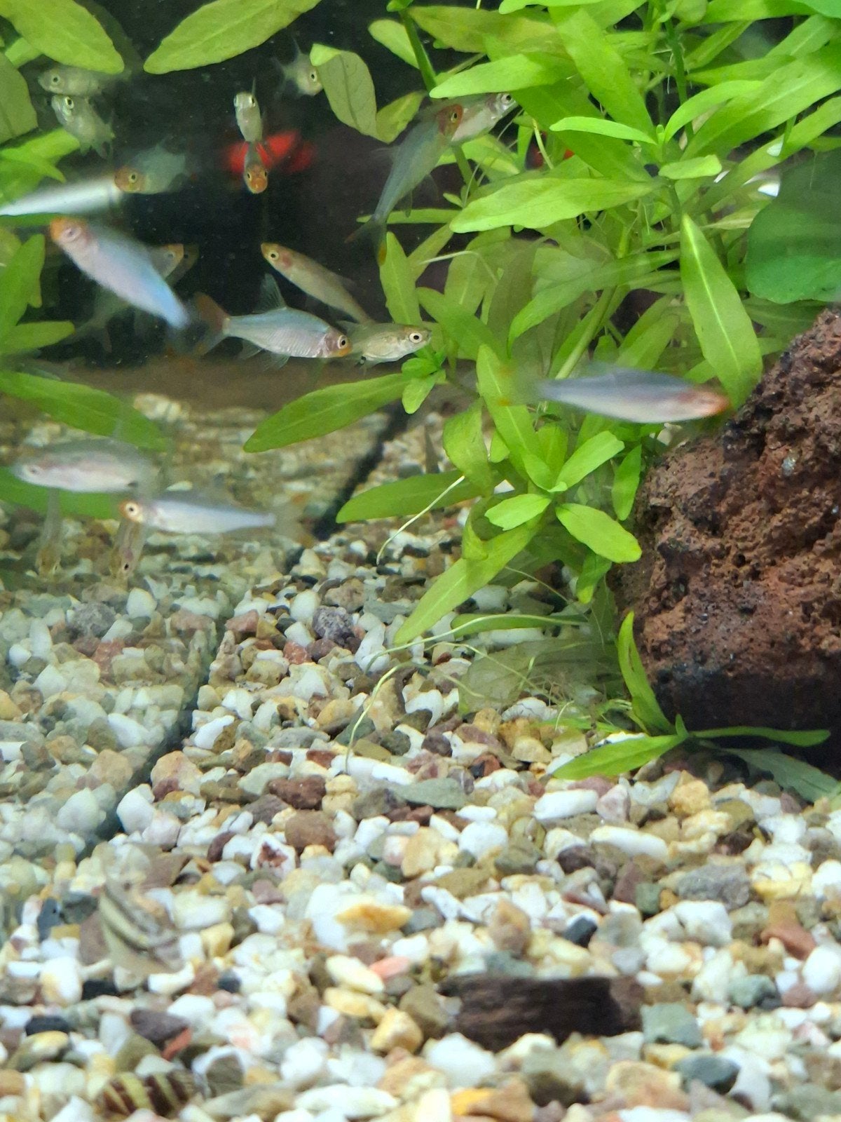 Naakse rasbora, Dieren en Toebehoren