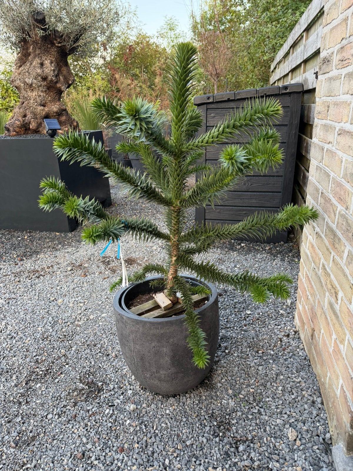 Araucaria du Chili - Désespoir des singes, Tuin en Terras, Planten | Bomen, Ophalen