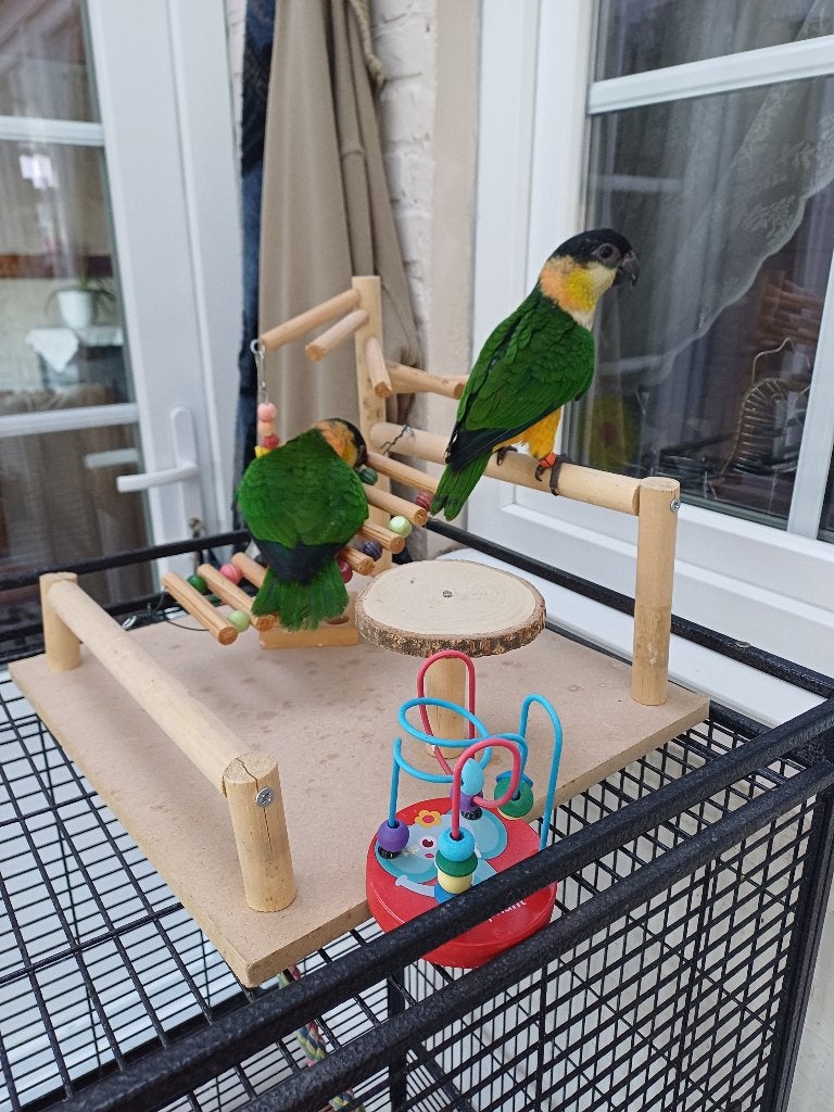 Zwartkop Caique, Mâle, Perroquet nain ou Inséparable, Domestique