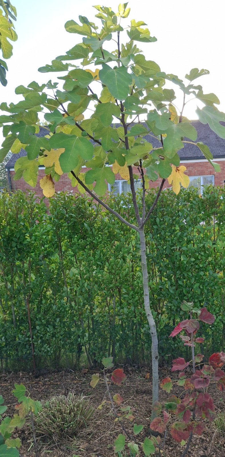 vijgboom draagt enorm veel lekker vijgen, Jardin & Terrasse, Enlèvement