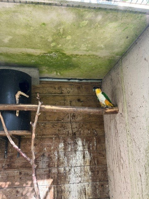 Zwartkopcaique, Mâle, Perroquet, Bagué