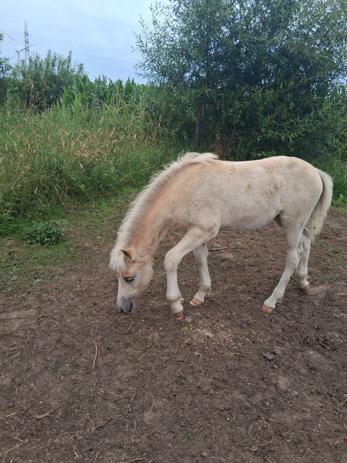 Merrie en ruin met goede papieren plus veulentje, Dieren en Toebehoren, Ophalen