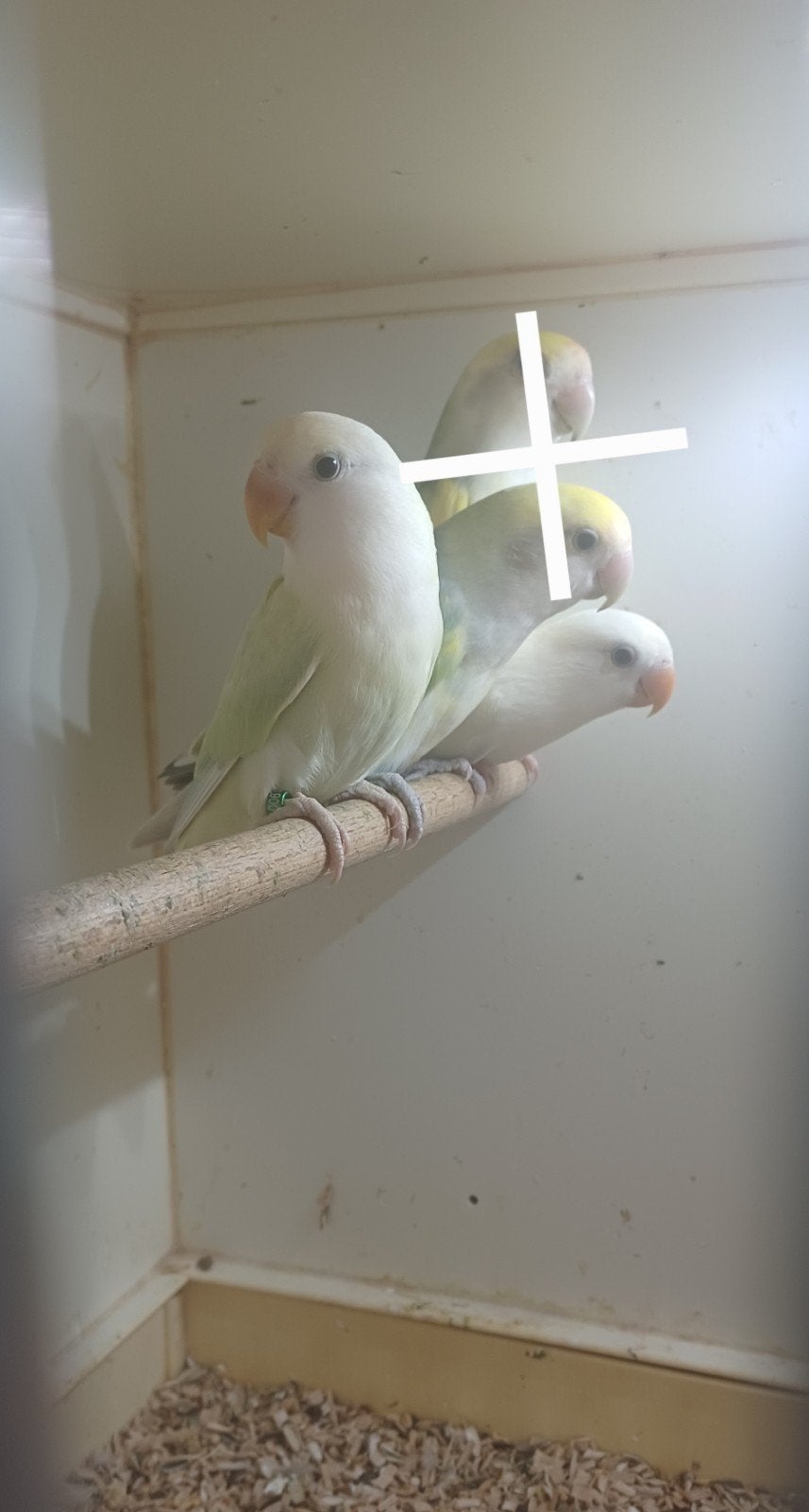2 Rosseicolis 2026, Geslacht onbekend, Dwergpapegaai of Agapornis, Geringd