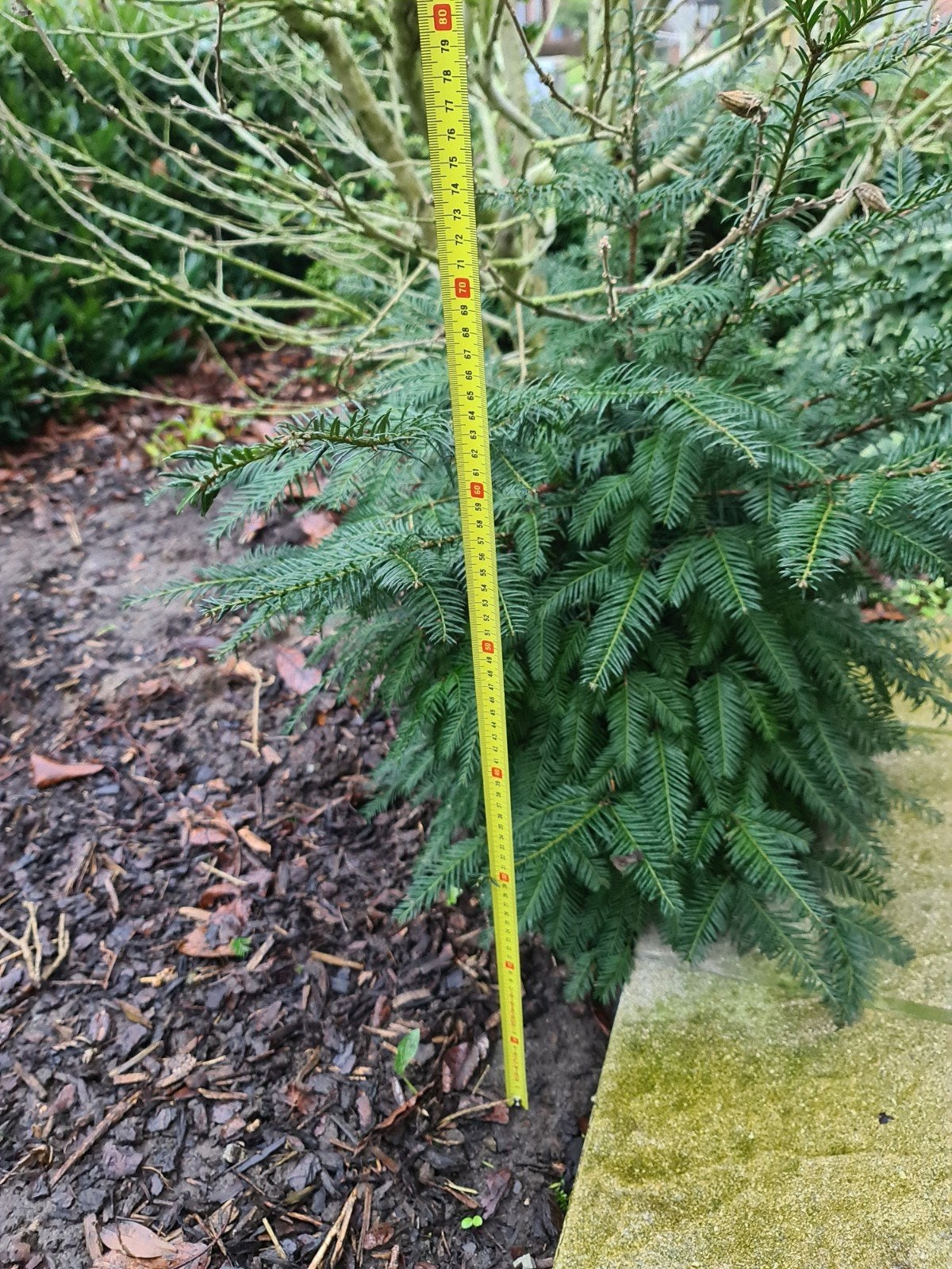 Wintergroen taxusboompje (70cm hoog), Tuin en Terras, Planten | Bomen, Ophalen