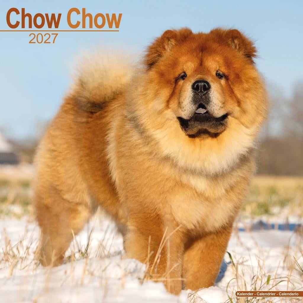 Calendrier Chow Chow 2027 en précommande, Divers, Calendriers, Neuf, Calendrier annuel, Envoi
