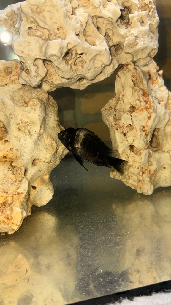 cichliden, Poisson, Poisson d'eau douce