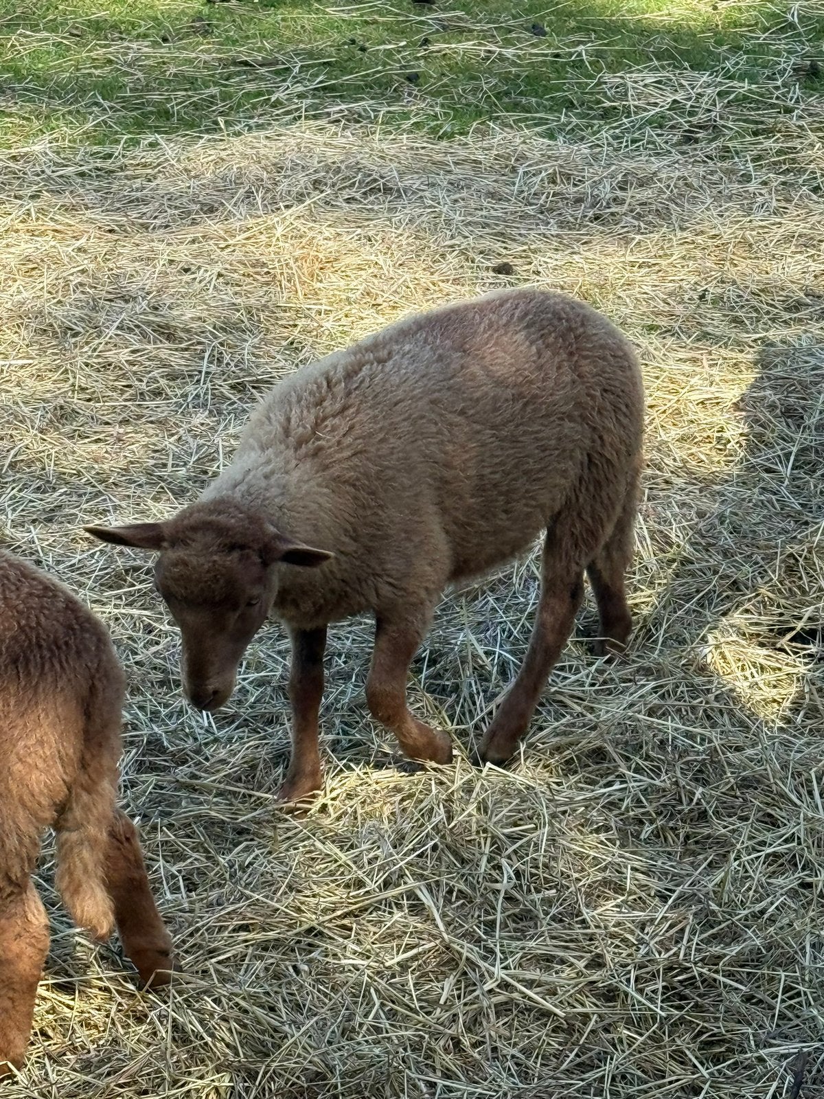 Ardense voskop ram lam, Dieren en Toebehoren