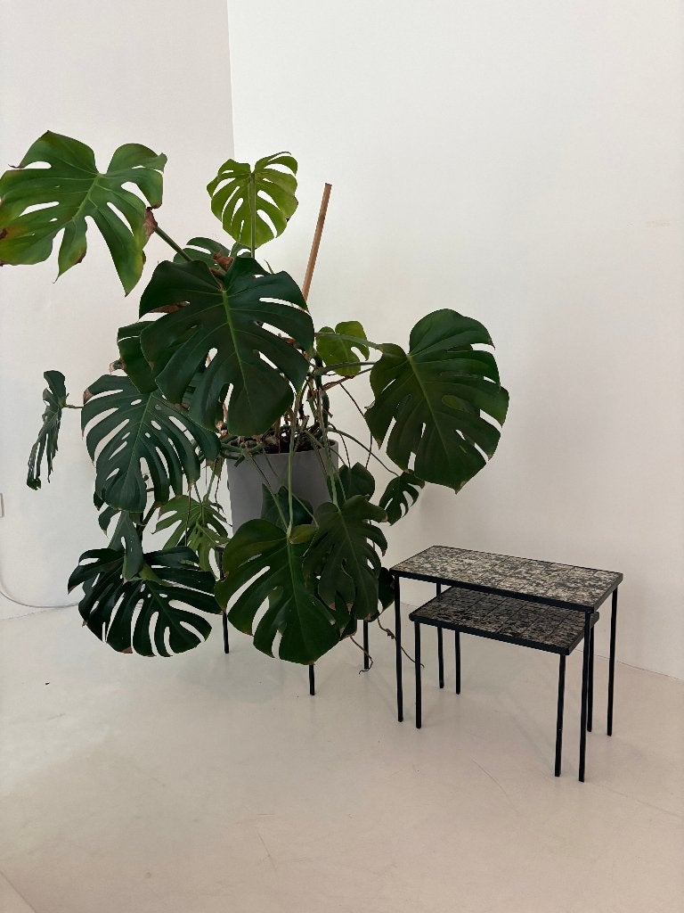 3 mooie plantentafeltjes, Ophalen