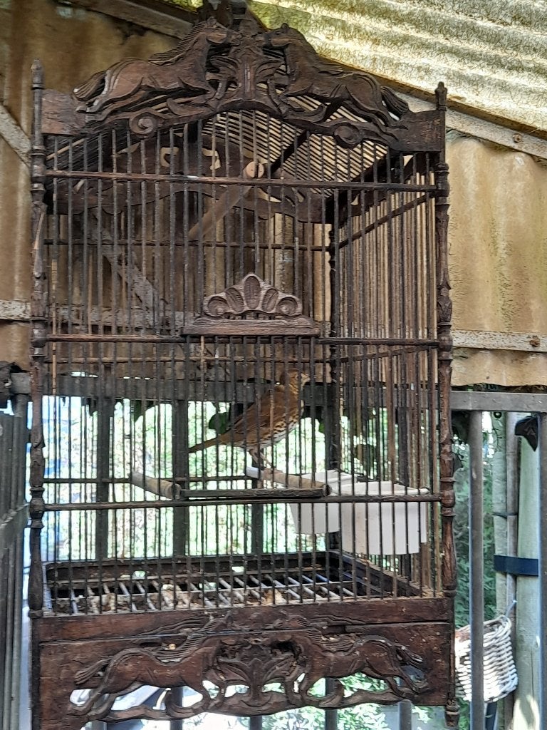 Lijsters, Mâle, Oiseau chanteur sauvage, Bagué